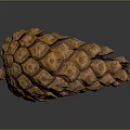 Natural Brown Pine Cone Studio Close Up With Detailed Scaly Surface Texture 3d model