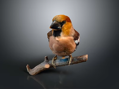 Colorful Bird With Orange Head And Brown Feathers Perched On Wooden Branch Against Gray Background 3d model