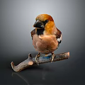 Colorful Bird With Orange Head And Brown Feathers Perched On Wooden Branch Against Gray Background