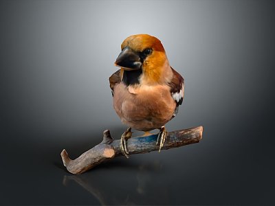 bird game animal cartoon animal realistic animal 3d model