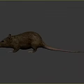 Realistic Detailed 3D Mouse Character Model for Game and Movie Projects