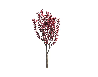 Modern Tree Purple Leaf Dwarf Cherry 3d model