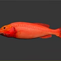 Striking Red Aquatic Fish with Glossy Body and Clear Reflection on Smooth Surface