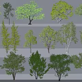 Diverse Collection of Green Leafy Trees with Varied Shapes and Sizes