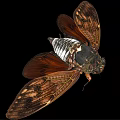 Flying Cicada With Spread Brown Wings Intricate Patterns Black White Body Isolated On Black Background