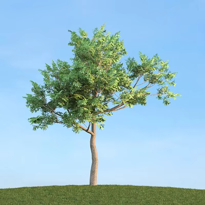 modern koeluan tree 3d model