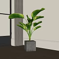 Large Leaf Potted Plant In Square Gray Pot For Indoor Bright Space