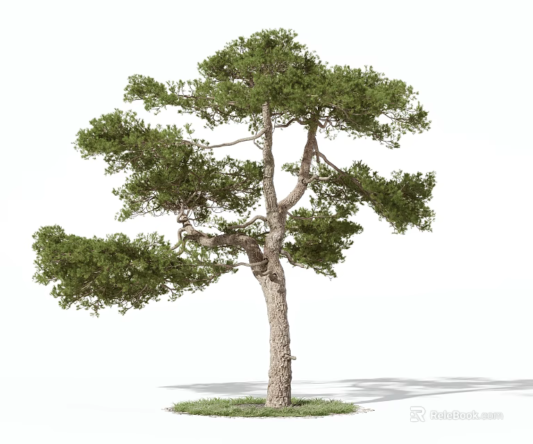 Tall Pine Tree Arbor With Lush Green Foliage Straight Trunk And Grass Base 3d model 