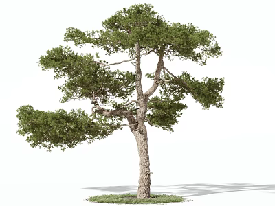 Tall Pine Tree Arbor With Lush Green Foliage Straight Trunk And Grass Base 3d model