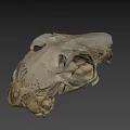 Detailed Animal Skull Specimen With Natural Bone Structure And Texture