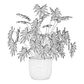 Fresh Lush Green Leafy Decorative Garden Potted Plant In Bamboo Planter For Indoor