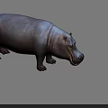 Realistic Detailed 3D Rendered Gray Hippopotamus Standing in Studio Background 3d model