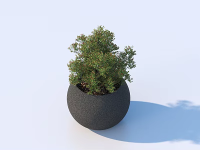 Lush Green Potted Bonsai Plant in Modern Black Round Pot with Light Blue Background 3d model