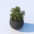 Lush Green Potted Bonsai Plant in Modern Black Round Pot with Light Blue Background