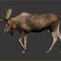 Moose with large antlers and brown fur standing on plain gray background with reflection