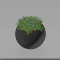 Black Spherical Textured Bonsai Plant Pot With Green Leaves And Purple Small Flowers