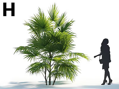 Lush Palm Tree With Green Fronds And Woman Silhouette On White Background 3d model