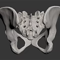 Human Pelvis Bone Detailed Anatomical Structure 3D Rendered Medical Model 3d model
