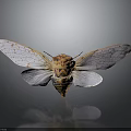 Vibrant Cicada With Transparent Veined Wings And Orange Yellow Body On Dark Background With Reflection