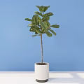 Lush Bonsai Plant With Large Green Leaves In White Ceramic Pot