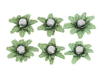 Six Fresh Artichokes with Green Leaves and White Buds Displayed on White Background 3d model