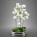 Beautiful Bonsai Potted Plant with White Orchids Green Leaves and Long Stems