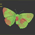 Stunning Green and Golden Butterfly with Iridescent Shiny Wings and Reflection on Dark Background