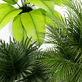 Lush Green Potted Plants With White Pots And Metal Stand For Indoor Decor