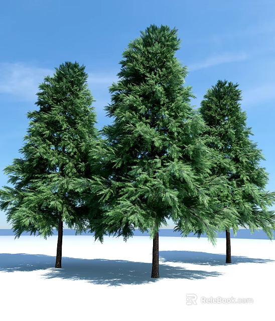 Tall Evergreen Trees With Lush Foliage Against Blue Sky On Snowy Ground 3d model 