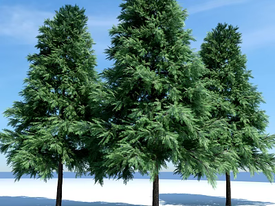 Tall Evergreen Trees With Lush Foliage Against Blue Sky On Snowy Ground 3d model