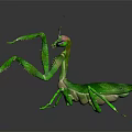 Green Praying Mantis Flying Insect with Raised Forelegs on Dark Reflective Surface