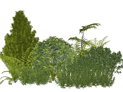 Lush Green Plant Combination with Shrubs Ferns and Conifers for Garden Design 3d model