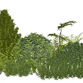 Lush Green Plant Combination with Shrubs Ferns and Conifers for Garden Design