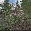 Lush Green Shrubs With Purple And Pink Flowers In Natural Garden Landscape