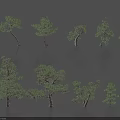 Diverse Pine Tree Plant Combination Featuring Various Trunk Curvatures And Crown Shapes 3d model