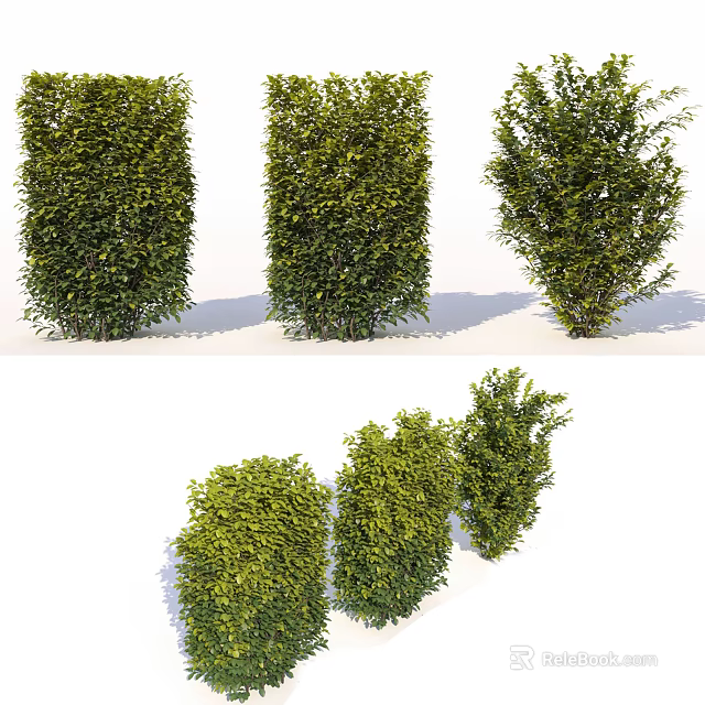 Lush Green Shrubs with Various Foliage Shapes for Garden Landscaping Design 3d model 