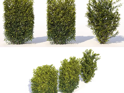 Lush Green Shrubs with Various Foliage Shapes for Garden Landscaping Design 3d model