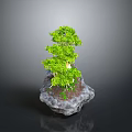 Small Green Bonsai Plant With Tree Like Foliage Growing On Gray Stone Base