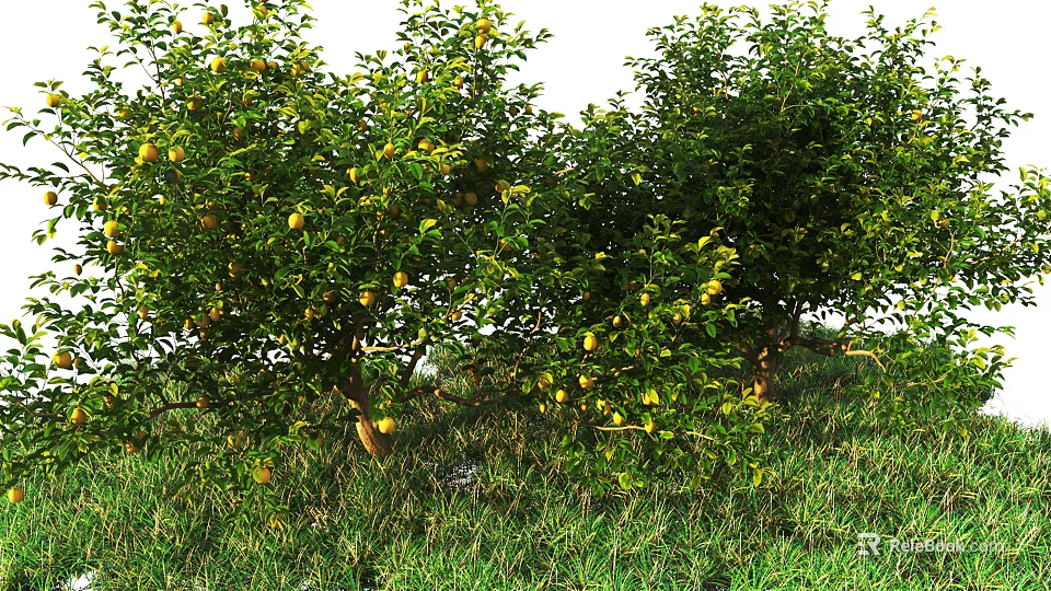 Tall Arbor Trees With Green Leaves And Ripe Fruits In Grassy Field 3d model 