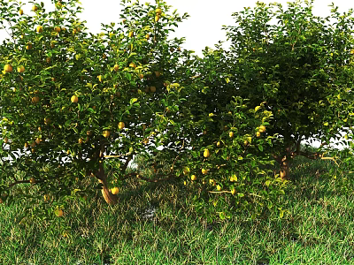 Tall Arbor Trees With Green Leaves And Ripe Fruits In Grassy Field 3d model