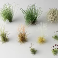 Various Ornamental Grasses With Green Yellow Brown Hues And Diverse Natural Shapes