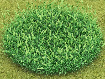 Lush Green Circular Grass Patch With Dense Leaves And Vibrant Texture 3d model