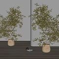 Two Olive Tree Bonsai Plants In Beige Pots On Wooden Floor With Light Wall
