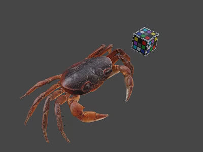 Realistic Brown Crab With Colorful Rubik's Cube On Gray Background 3d model