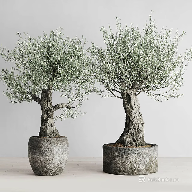 Two Potted Bonsai Olive Trees With Gray Planters And Light Background 3d model 
