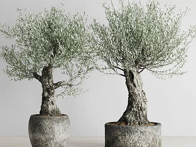 Two Potted Bonsai Olive Trees With Gray Planters And Light Background 3d model