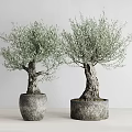 Two Potted Bonsai Olive Trees With Gray Planters And Light Background