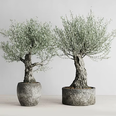 Two Potted Bonsai Olive Trees With Gray Planters And Light Background 3d model