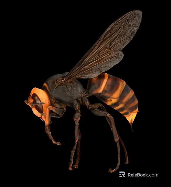 Wasp With Yellow And Black Striped Body Transparent Wings Compound Eyes Isolated On Black Background 3d model 