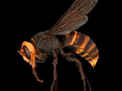 Modern Wasp model